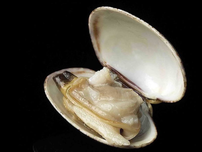 Almejas de Asturias