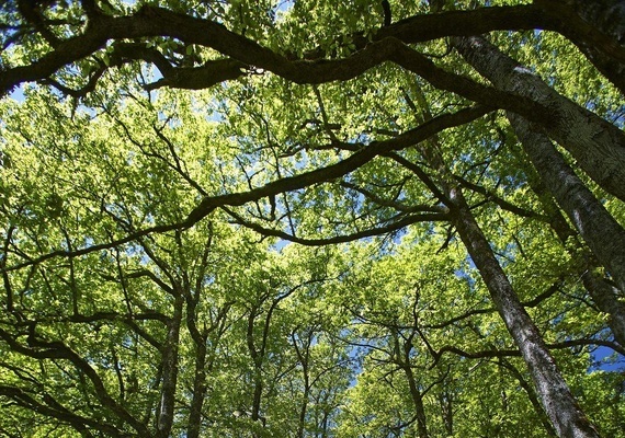 Bosque asturiano para ceremonia civil